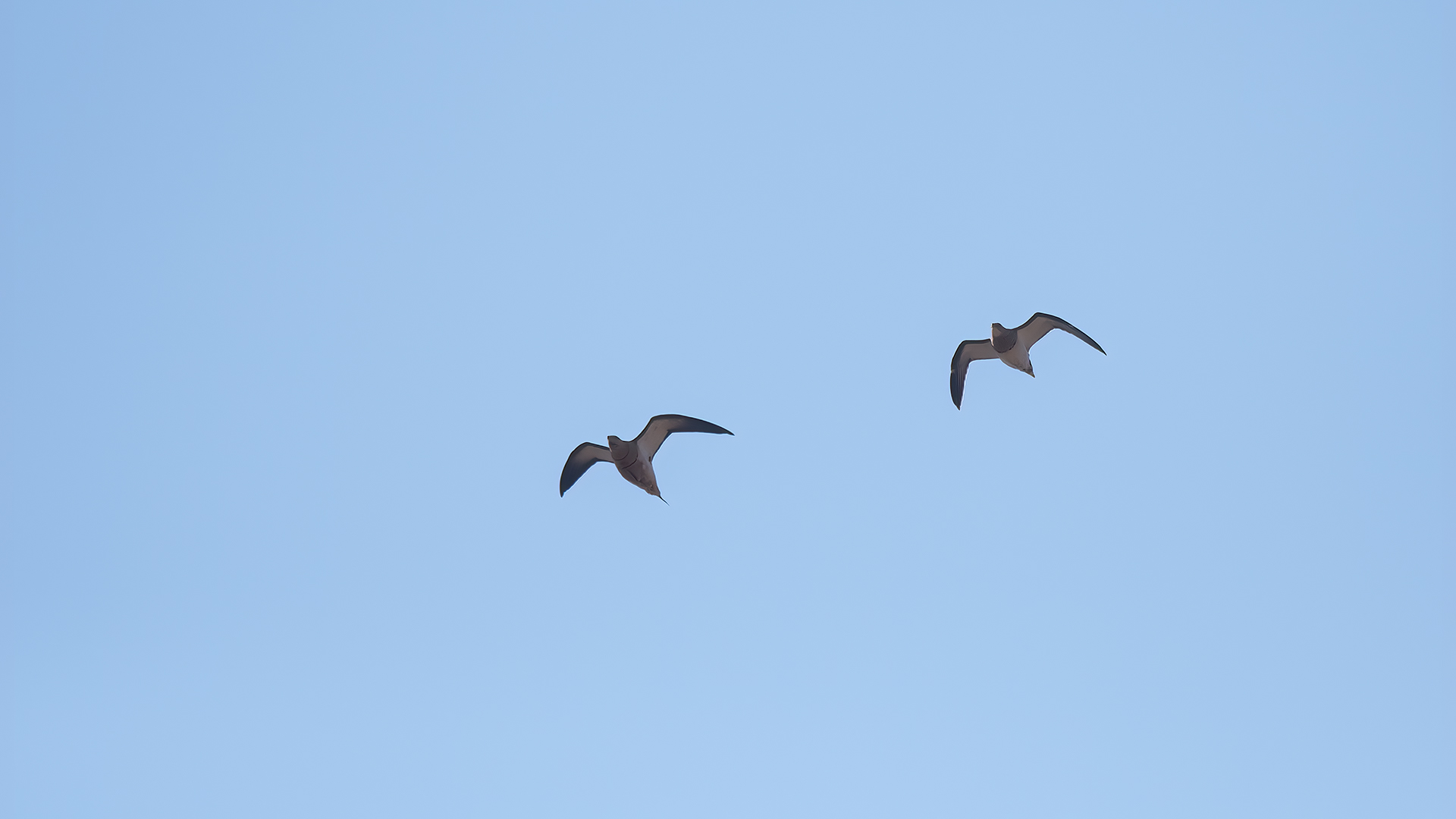 Pin-tailed Sandgrouse